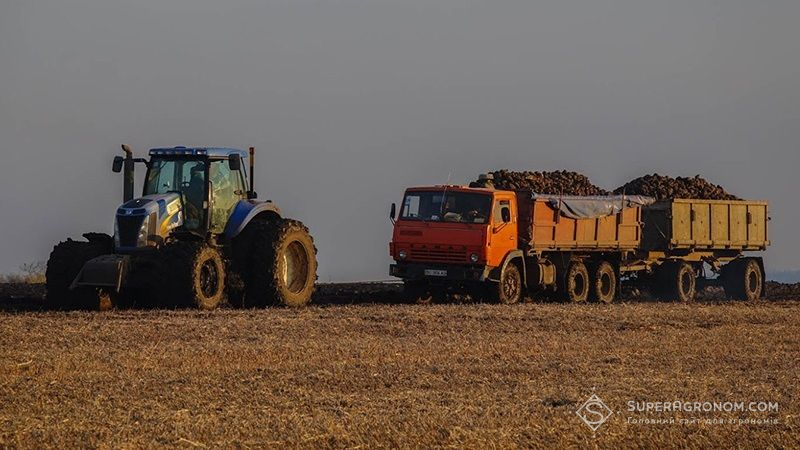 Урожай цукрових буряків на Рівненщині прогнозується на рівні 800 тис. тонн