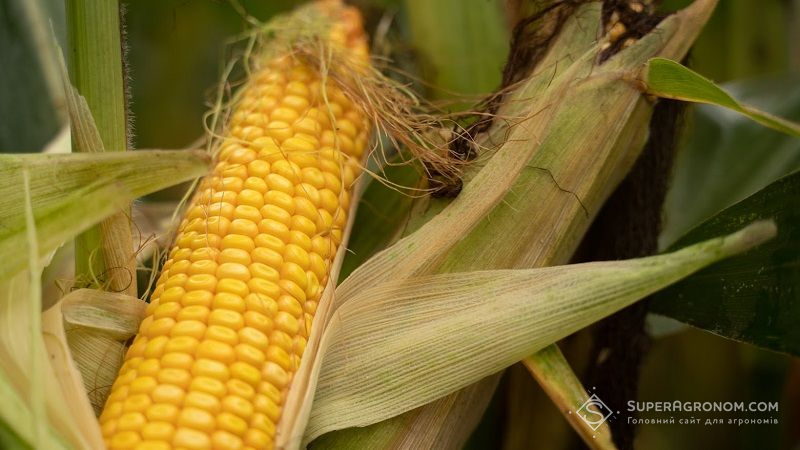 Урожайність кукурудзи на Вінниччині на 3,19 т/га вища, ніж минулоріч