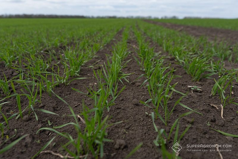 Експерти розповіли про особливості протруювання насіння в різних регіонах України