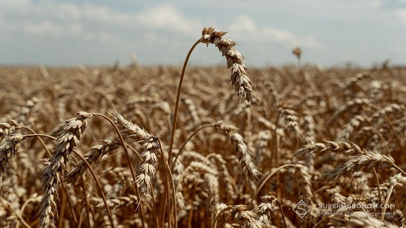 Аграрії Молдови зібрали небачений раніше врожай пшениці