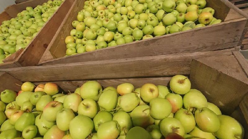 Урожайність яблук на підприємстві з Волині сягає 48 т/га, — досвід