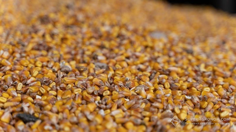 Вартість кукурудзи та пшениці в Україні зросла, — звіт Zernotorg.ua