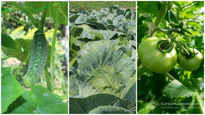 В Україні розробили методику вирощування овочів, що збільшує їх урожайність на 60%