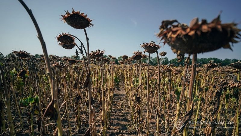 Урожайність соняшника в Україні 2021 не рекордна: озвучено статистику за останні 6 років
