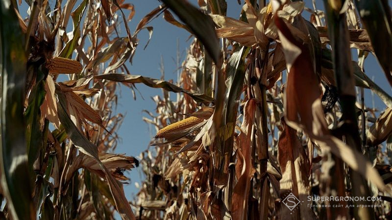 Полтавщина серед лідерів за валовим збором кукурудзи серед областей України