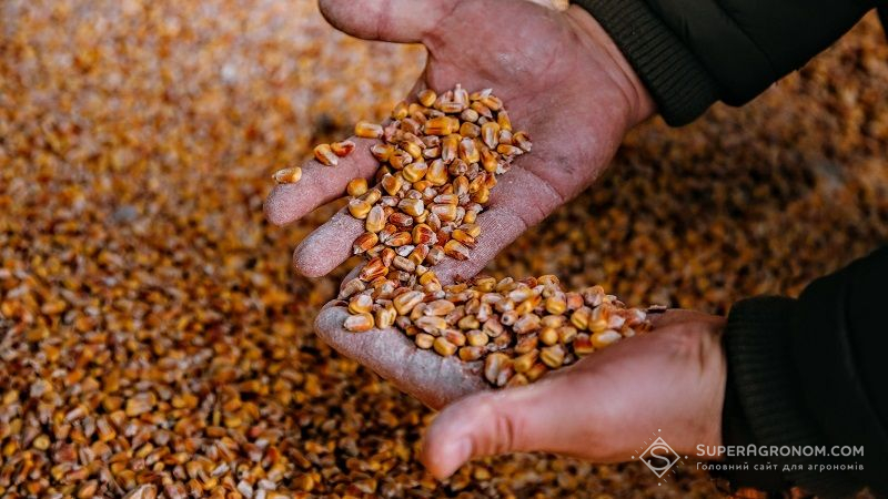 Вартість кукурудзи в Україні почала знижуватись, — звіт за 25 жовтня