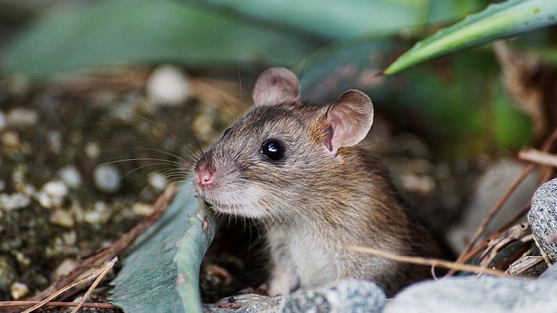До 75% площ під озимими культурами заселяють мишоподібні гризуни