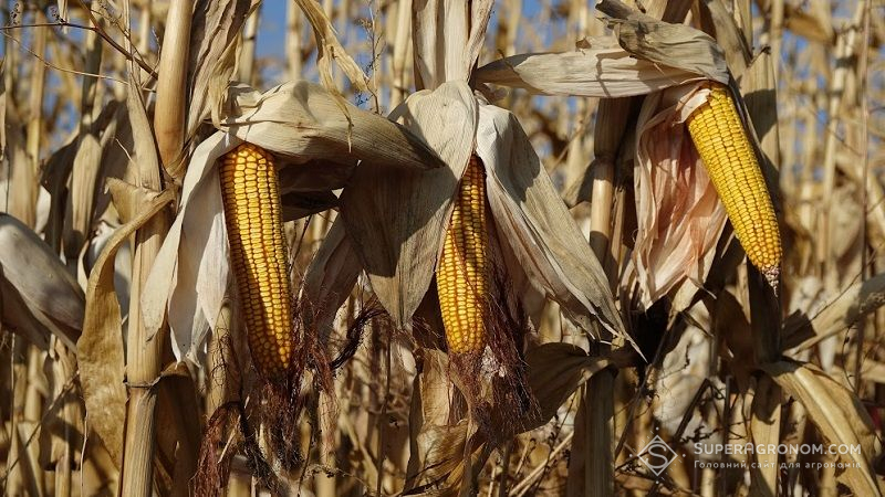 Хмельниччина б’є рекорди з урожайності кукурудзи