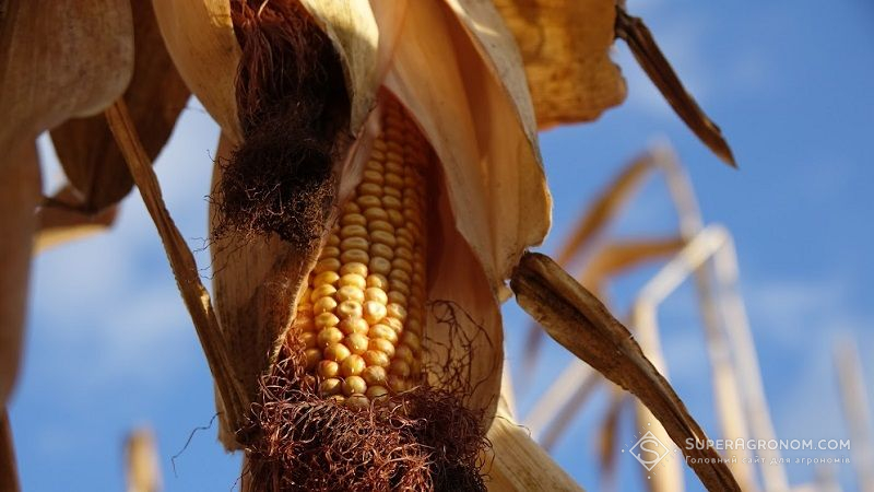 Збирання кукурудзи в Україні затримується через високу вологість зерна