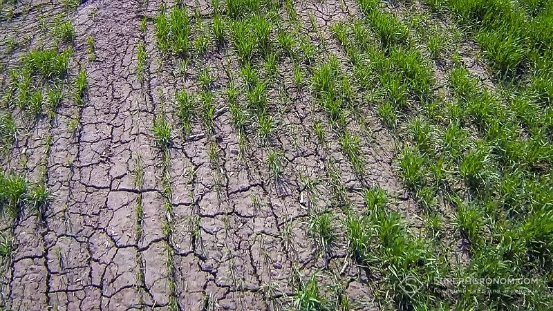 Посуха в Україні набуває критичних значень