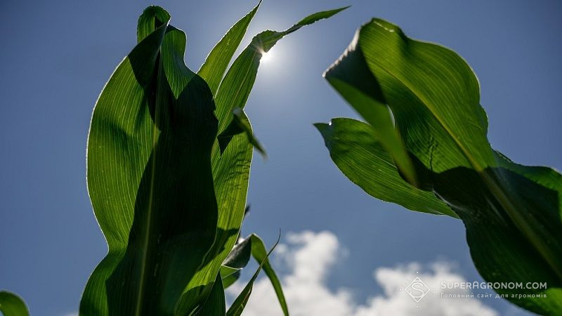 Аграрій з Рівненщини поділився технологією вирощування кукурудзи на пісках