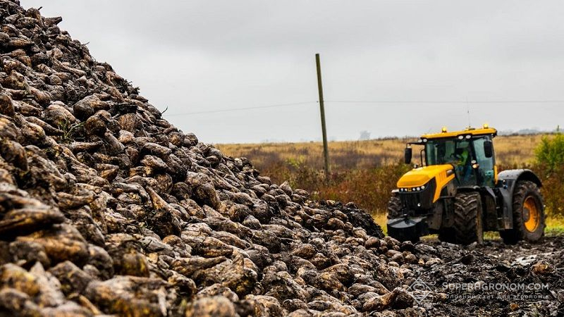 Понад чверть валового збору цукрових буряків в Україні вирощують аграрії Вінниччини