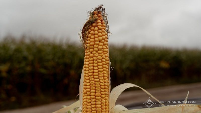 Аграрії не можуть зібрати врожай кукурудзи через надмірну вологість зерна