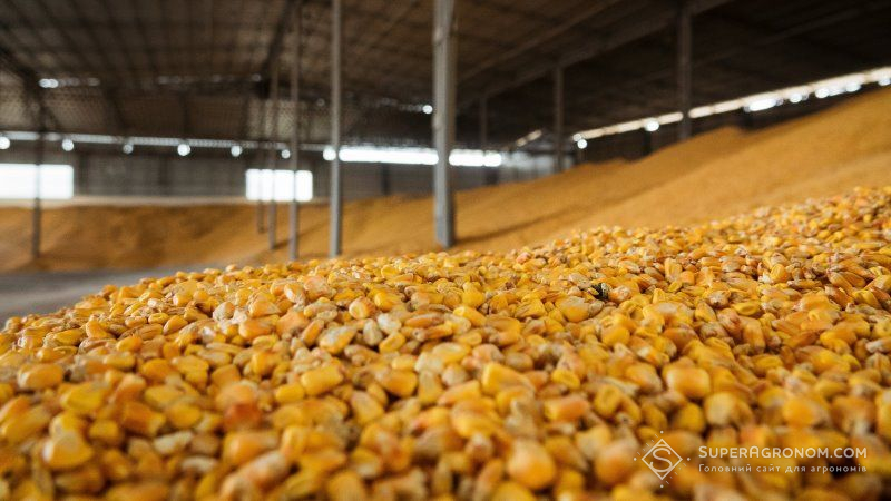 В Україні різко знизились закупівельні ціни на кукурудзу
