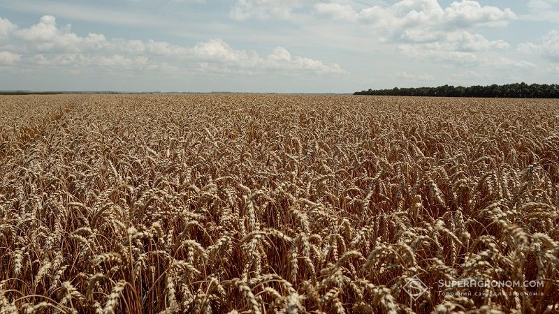 Українські селекціонери вивели унікальний сорт пшениці з урожайністю до 10 т/га