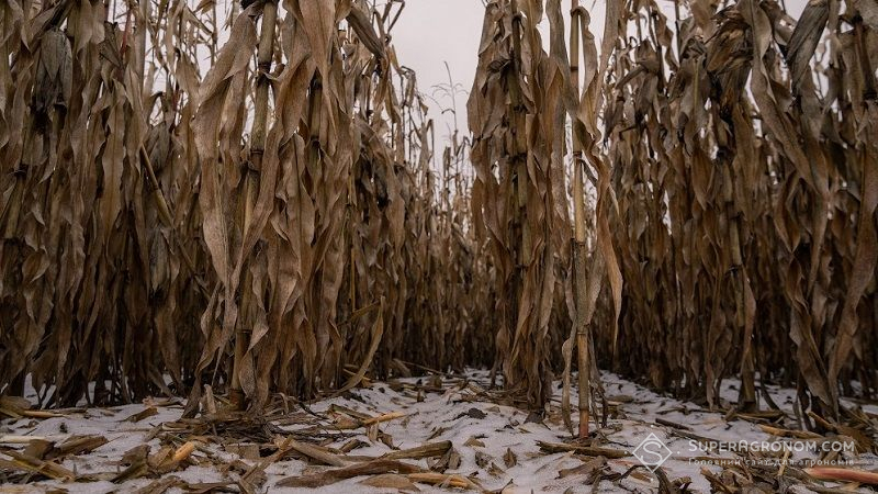 Багато посівів кукурудзи в Україні залишаться зимувати на полях