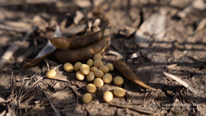 Українські аграрії завершують жнива сої, зібравши на 19% більше врожаю, ніж минулоріч