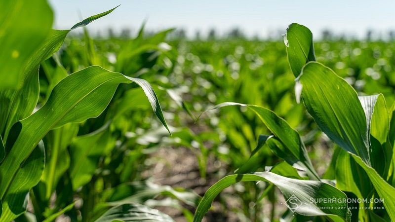 Гібриди кукурудзи української селекції більш стійкі до посухи