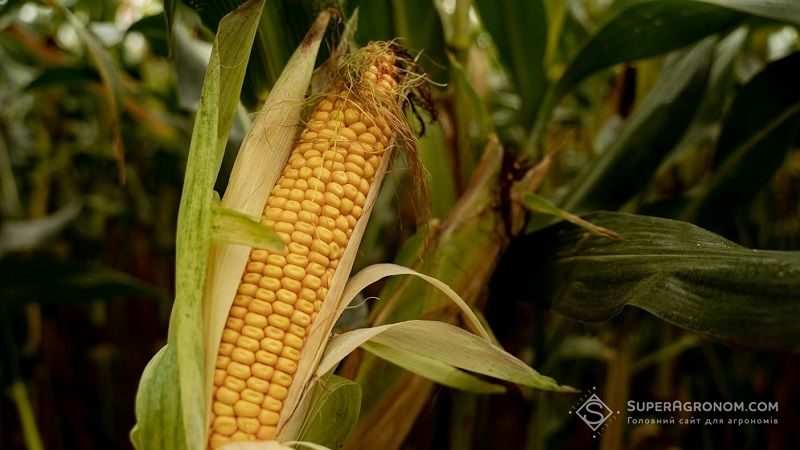 У Китаї можуть дозволити вирощувати генномодифіковану кукурудзу