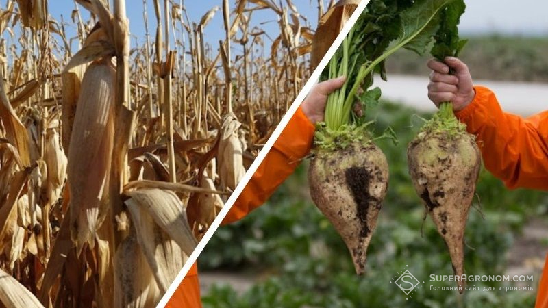 Львівщина в ТОП-3 областей-лідерів за врожайністю кукурудзи та цукрових буряків