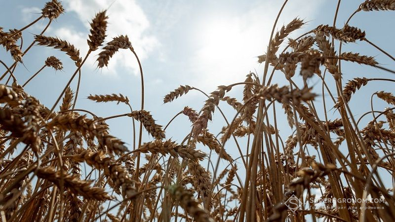 Урожайність пшениці в Україні за останні 15 років збільшилась вдвічі