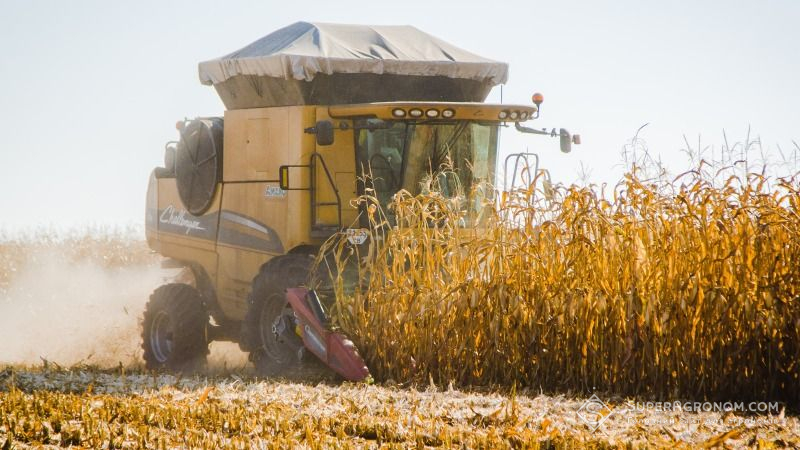 Цьогорічна врожайність кукурудзи на Полтавщині на 13% вища, ніж у 2020 р.