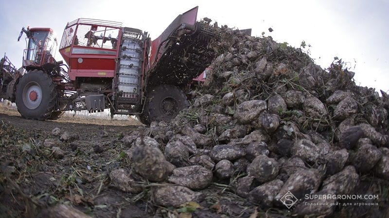 Урожайність цукрових буряків на Харківщині найнижча за останні декілька років