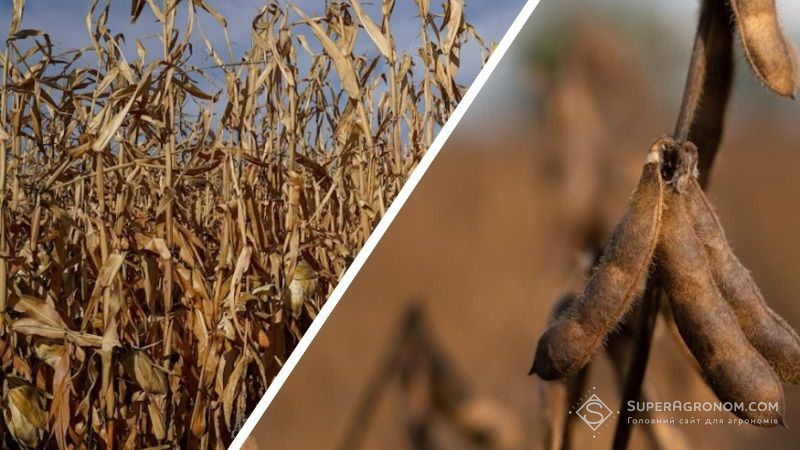Ціни на кукурудзу та сою в Україні знизились
