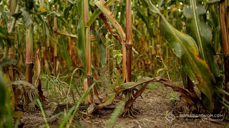 Нестача бору в ґрунті може стати причиною неврожаю кукурудзи