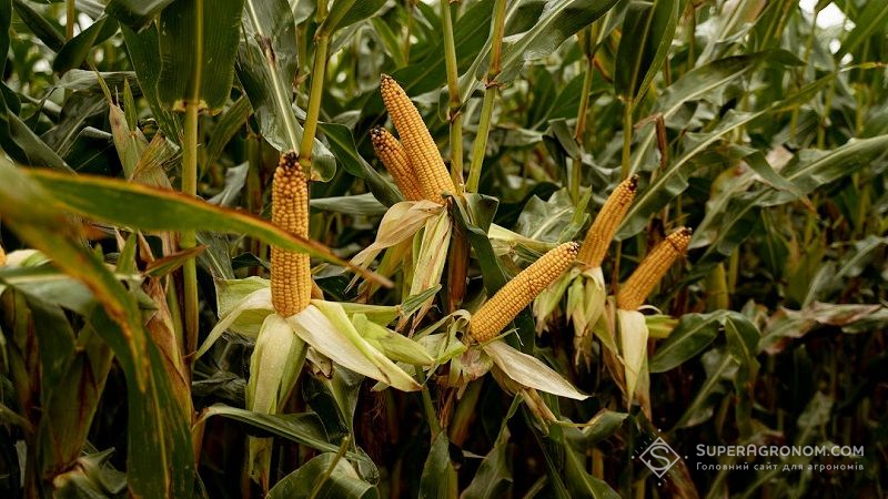 Аграрій рекомендує перевіряти пластичність гібридів кукурудзи на завищених густотах висіву