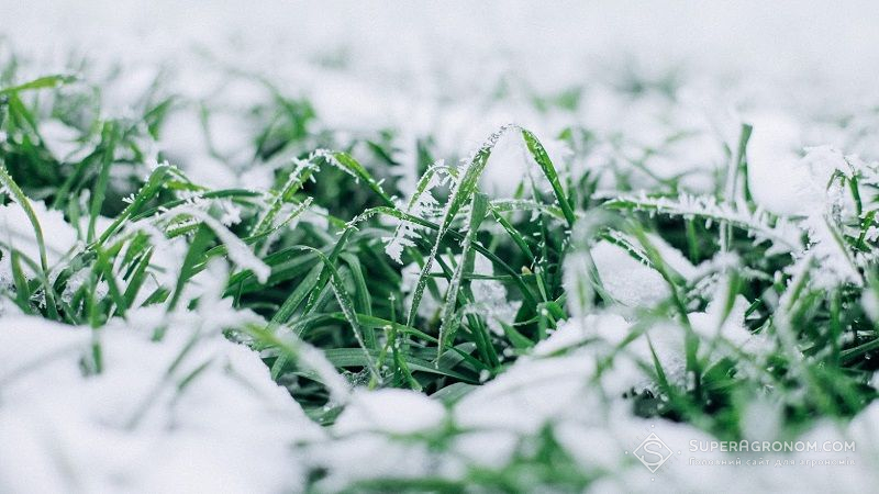 В Україні очікується незначне похолодання та снігопади