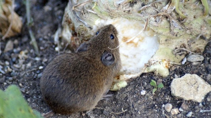 Аграріїв попередили про міграцію мишоподібних гризунів на поля озимих культур