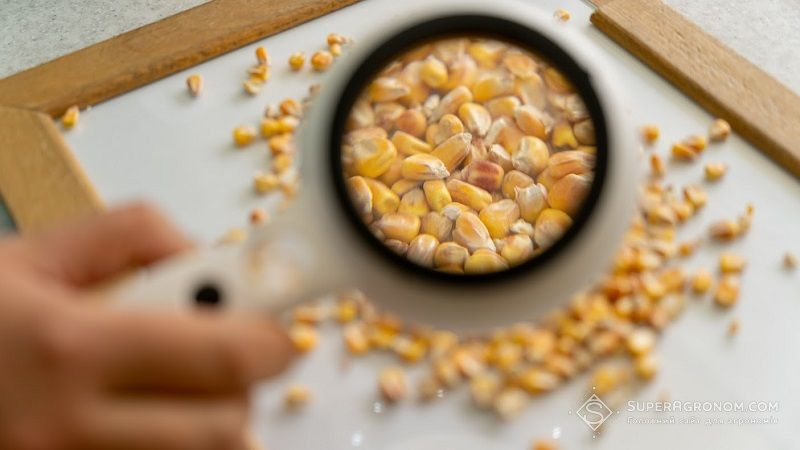 Озвучено найголовніші фактори, що впливають на вартість зерна кукурудзи