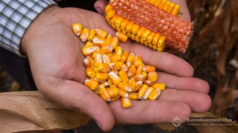 Ціна на кукурудзу в Україні знизилась