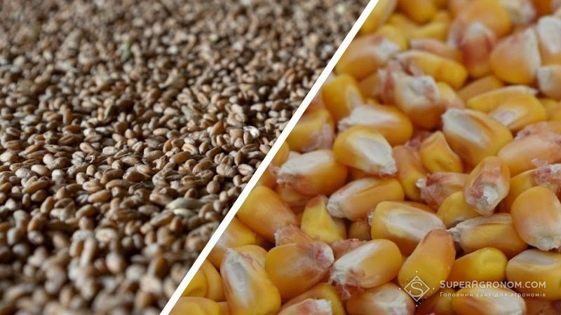 Ціни на пшеницю, ячмінь та кукурудзу в Україні знизились