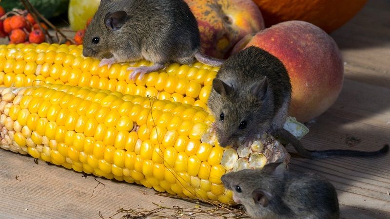 Поширеність мишоподібних гризунів на полях України сягає 4 колоній на гектар