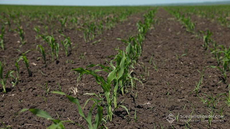 Аграрій поділився досвідом вирощування кукурудзи на кислих ґрунтах