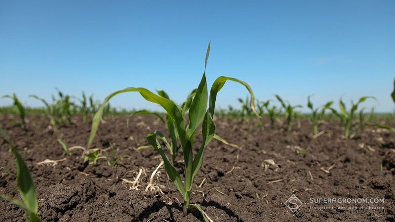 Втрата врожаю кукурудзи може сягнути 600 кг/га за дефіциту фосфору в ґрунті
