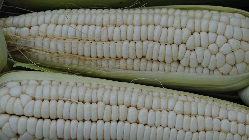 Українські селекціонери створили супербілий сорт солодкої кукурудзи