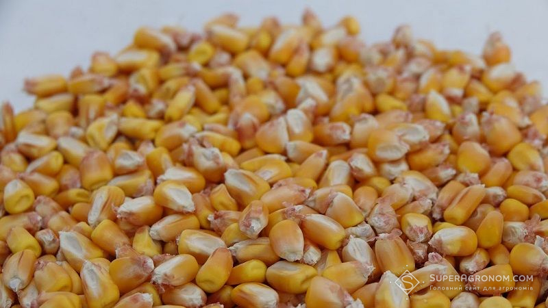 Вартість кукурудзи в портах України зросла — звіт за 24 грудня 2021