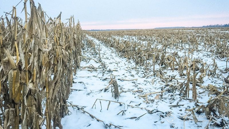 Перезимівля кукурудзи на полях призводить до погіршення якості наступного врожаю — думка
