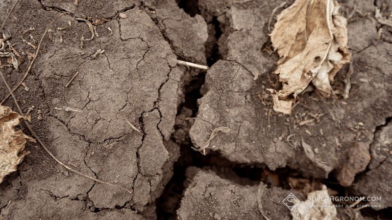 У 2022 р. посуха продовжить нищити посіви сільгоспкультур у світі — думка