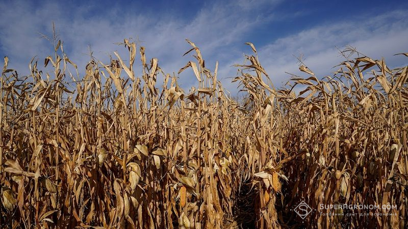 Ціна на кукурудзу в портах України знизилась — звіт за 29 грудня 2021