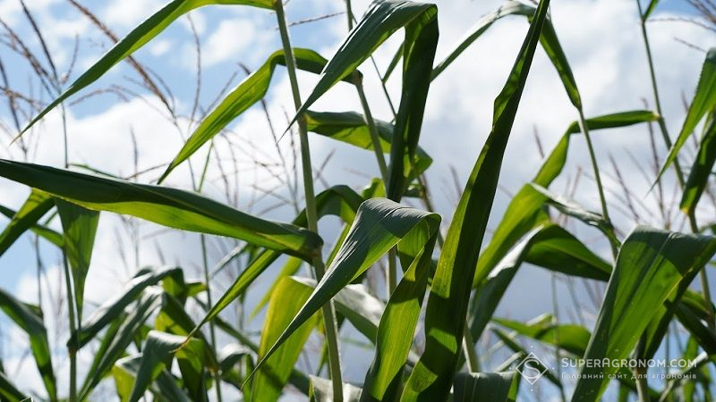 Кукурудза потребує в декілька разів менше агрохімії, ніж інші сільгоспкультури