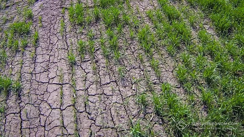 Посуха у 2022 р. може стати найсерйознішою в історії: прогноз метеорологів