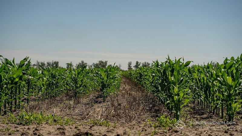 Аграріям розповіли, як правильно обрати строки сівби кукурудзи для конкретного регіону