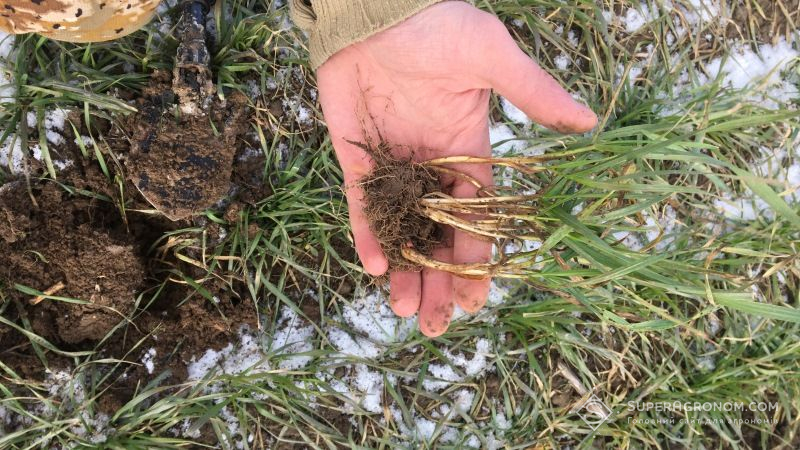 Оптимальний об’єм кореневої системи пшениці формується за щільності ґрунту 1,3 г/см³
