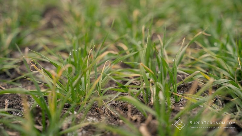 Оприлюднено підсумки агрометеорологічних умов першої декади січня 2022 р.