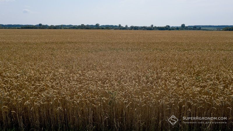 Рекордний урожай пшениці зібрали аграрії Аргентини