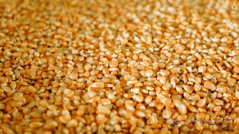 Вартість української кукурудзи на експортному ринку підвищилась